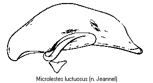 microlestes_luctuosus.gif