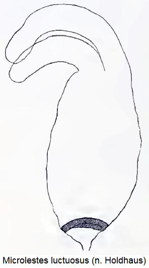 microlestes_luctuosus_fem.jpg