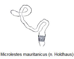 microlestes_mauritanicus_fem.jpg