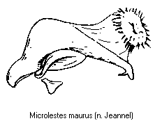 microlestes_maurus.gif
