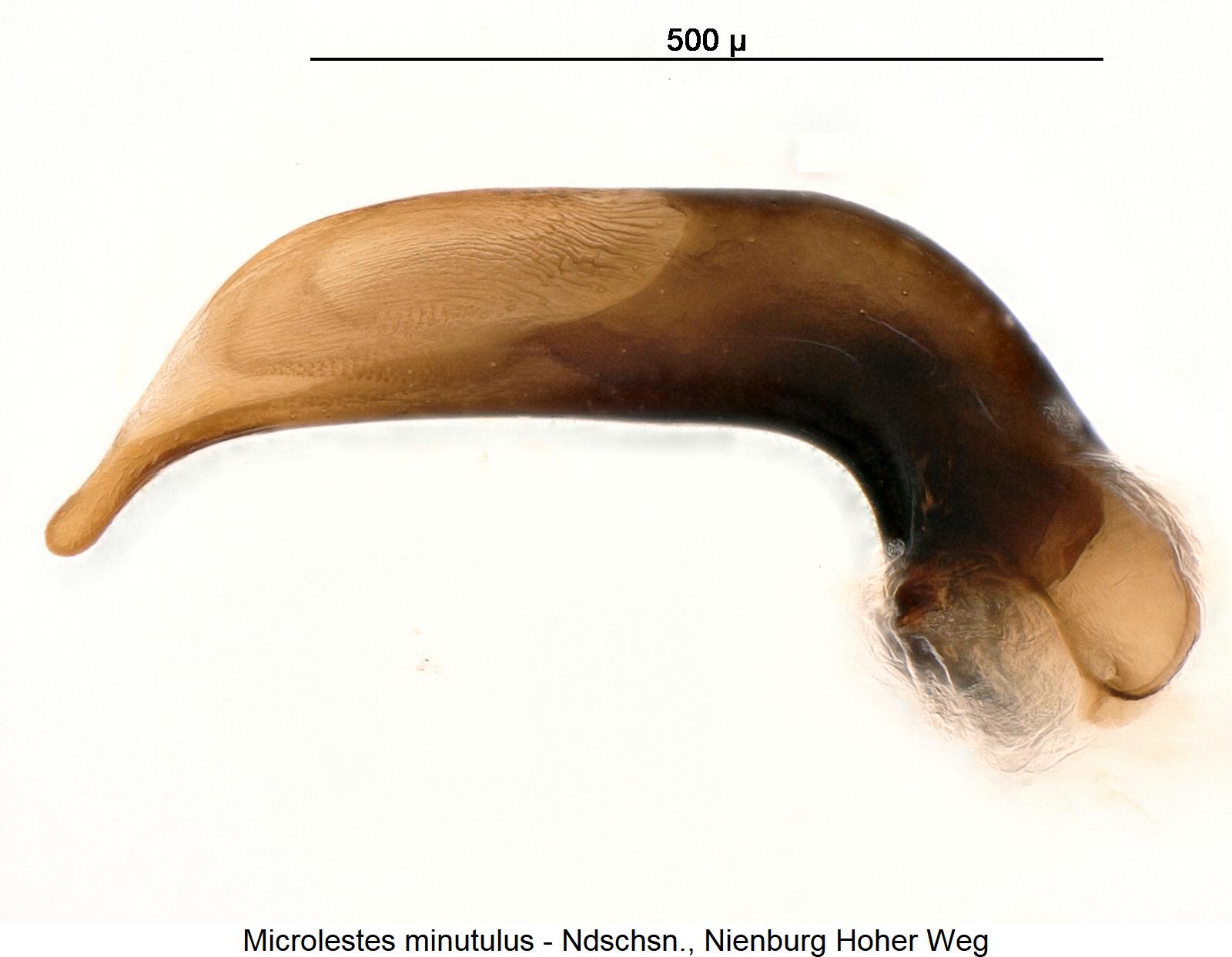 microlestes_minutulus1.jpg
