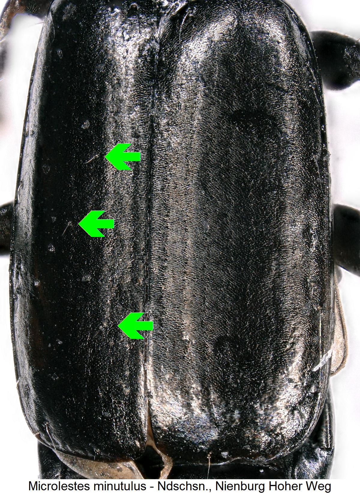 microlestes_minutulus_fld.jpg