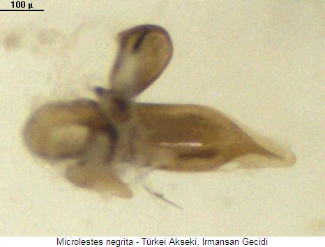microlestes_negrita_us.jpg