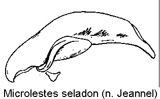 microlestes_seladon.gif