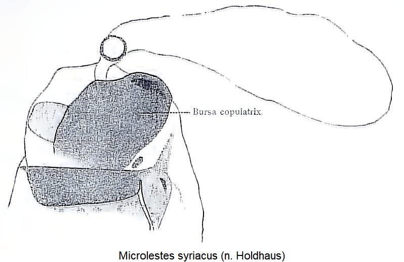 microlestes_syriacus_fem.jpg
