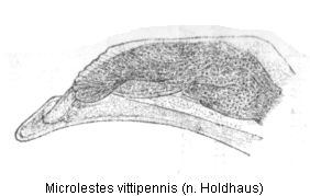 microlestes_vittipennis_hh.gif