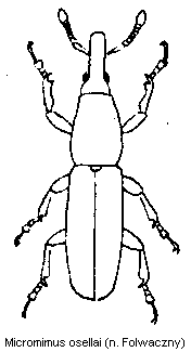 micromimus_osellai_hab.gif