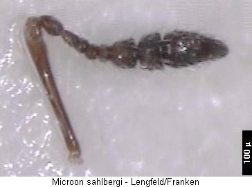 microon_sahlbergi_f.jpg