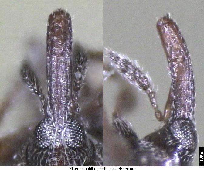 microon_sahlbergi_k.jpg