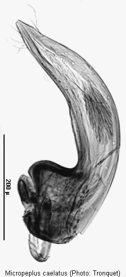 micropeplus_caelatus.gif