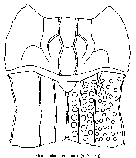 micropeplus_gomerensis_vk.gif