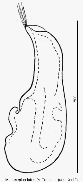 micropeplus_latus.gif