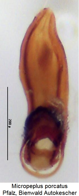 micropeplus_porcatus.jpg