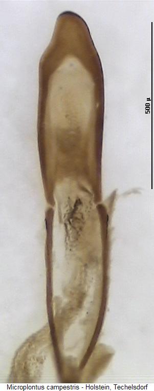 microplontus_campestris.jpg