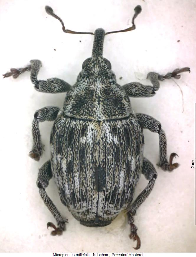 microplontus_millefolii_hab.jpg