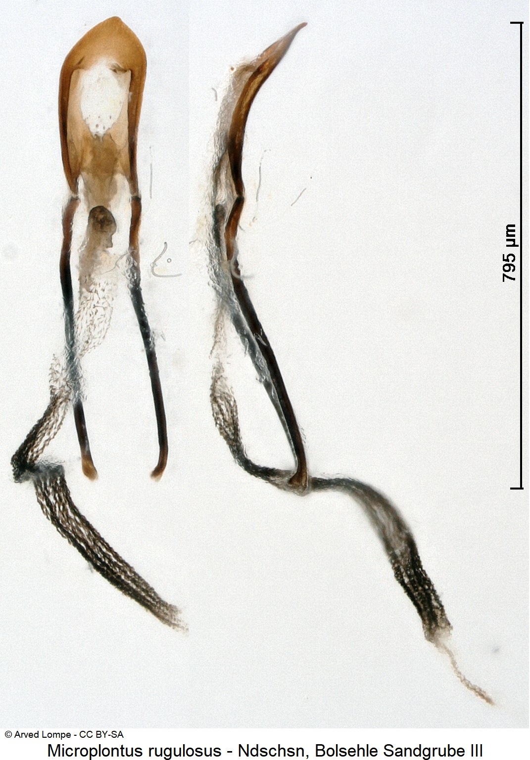microplontus_rugulosus_ck32065821.jpg
