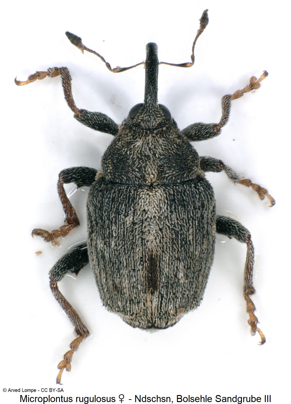 microplontus_rugulosus_ck32065821_hab.jpg