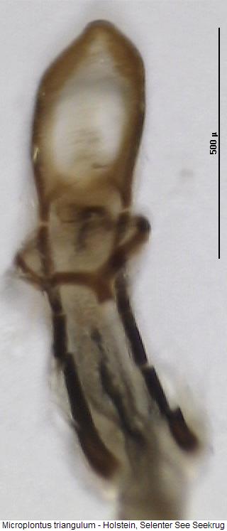 microplontus_triangulum.jpg
