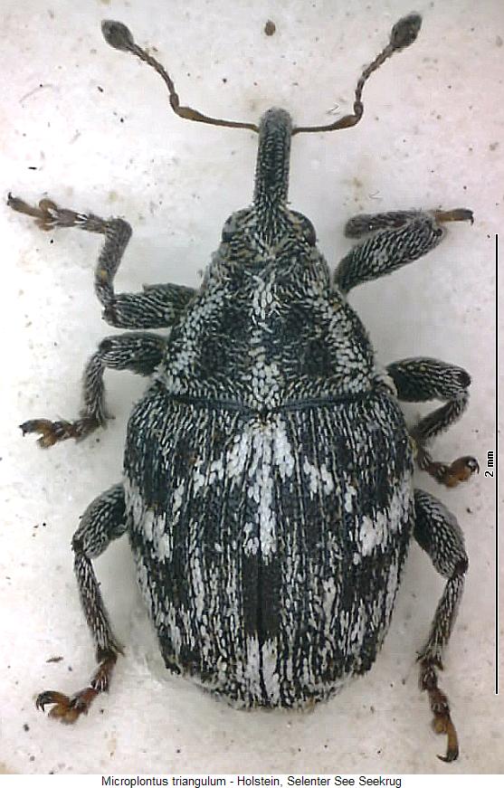 microplontus_triangulum_hab.jpg