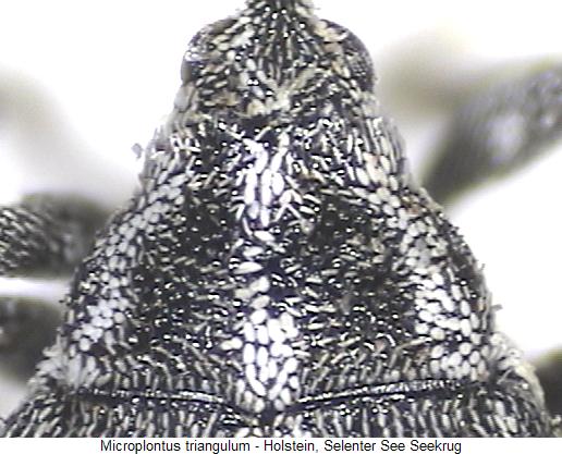 microplontus_triangulum_hsch.jpg