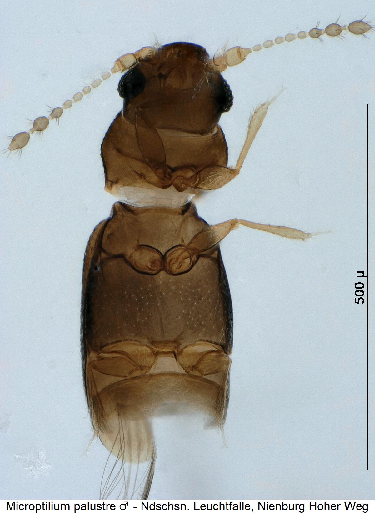 microptilium_palustre_m_us.jpg