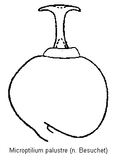 microptilium_palustre_sperm.gif