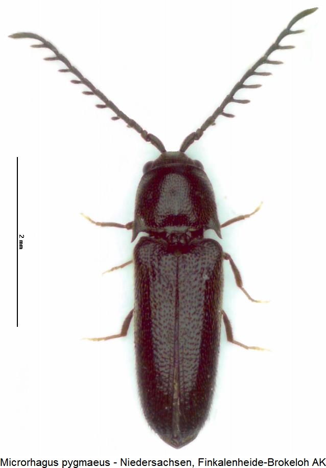 microrhagus_pygmaeus_hab.jpg