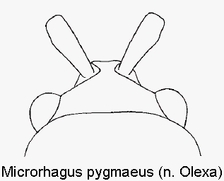 microrhagus_pygmaeus_k.gif