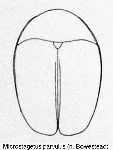 microstagetus_parvulus_hab.gif