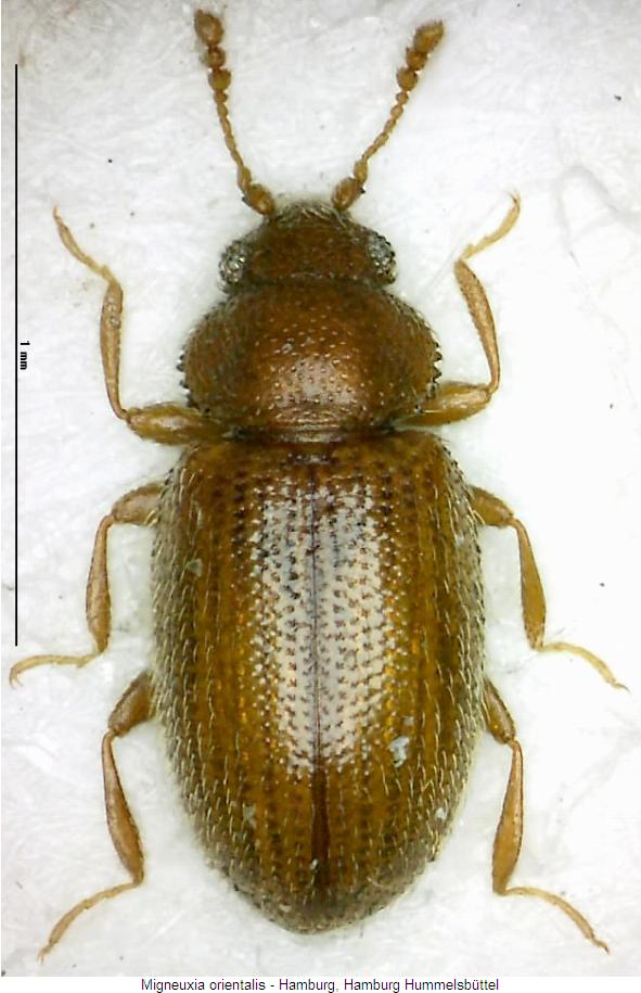 migneuxia_orientalis_hab.jpg