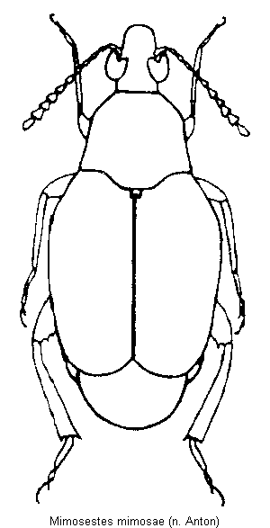 mimosestes_mimosae_hab.gif
