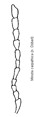 minota_carpathica_f.gif