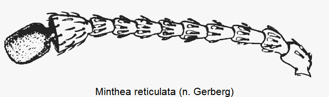 minthea_reticulata_f.gif
