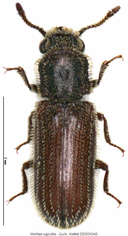 minthea_rugicollis_hab.jpg