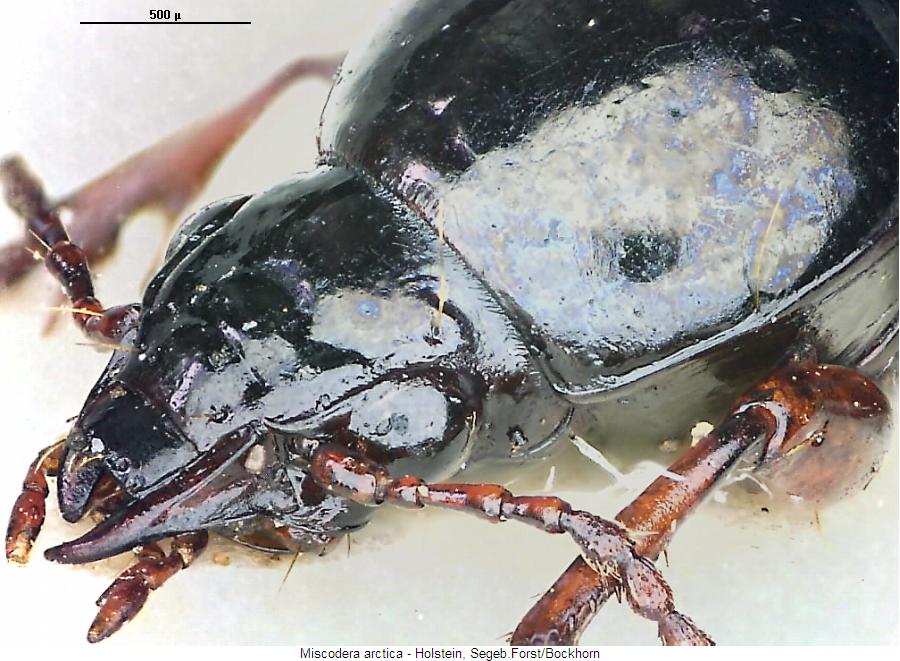 miscodera_arctica_vk.jpg