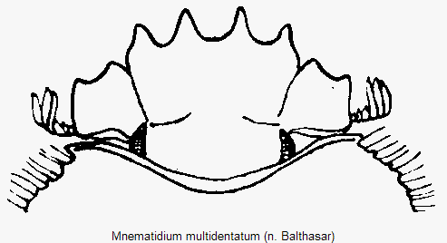 mnematidium_multidentatum_k.gif
