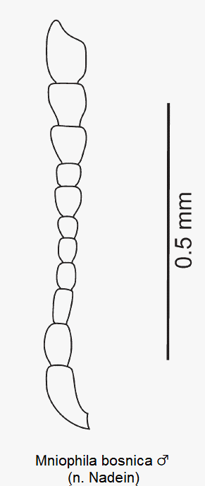 mniophila_bosnica_m_f.gif