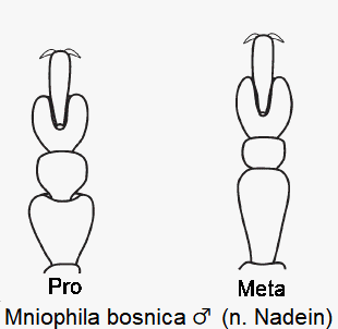 mniophila_bosnica_m_tarsen.gif