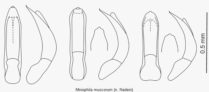 mniophila_muscorum.gif
