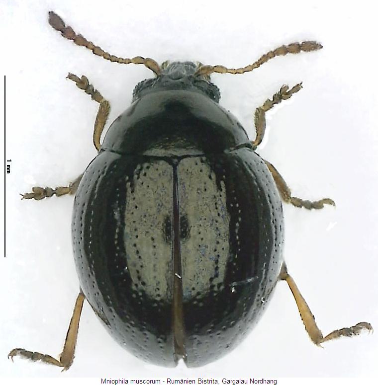 mniophila_muscorum_hab.jpg