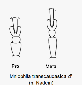 mniophila_transcaucasica_m_tarsen.gif