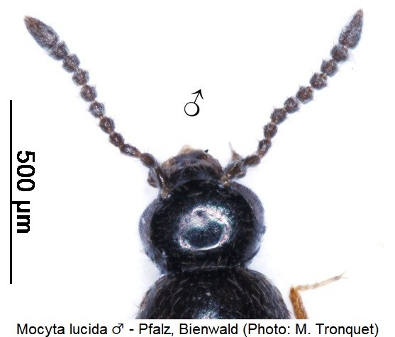 mocyta_lucida_m_k.jpg
