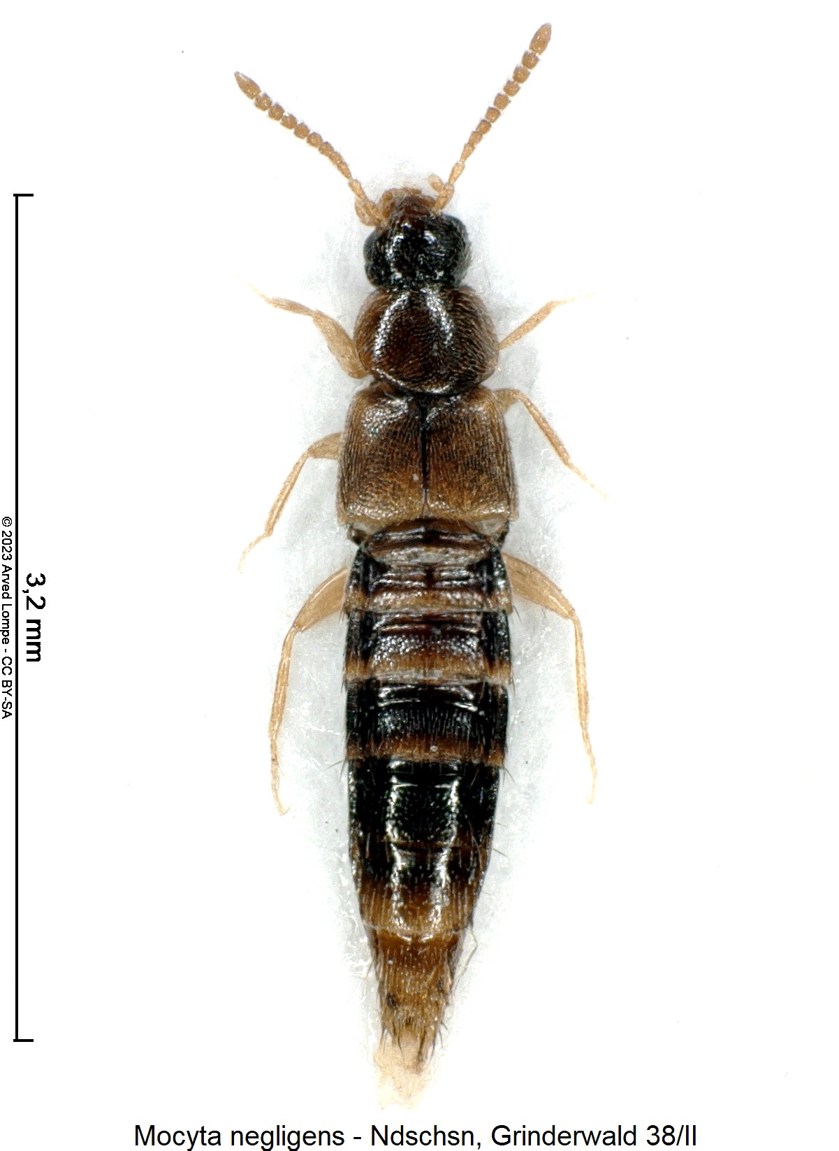 mocyta_negligens_hab1.jpg