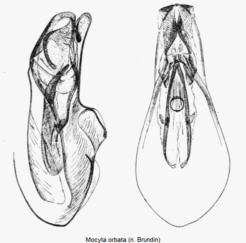 mocyta_orbata.gif