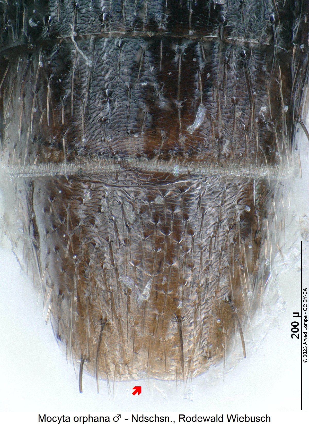 mocyta_orphana_m_hlb.jpg