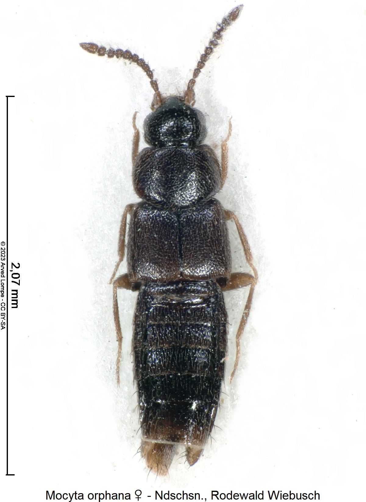 mocyta_orphana_w_hab.jpg