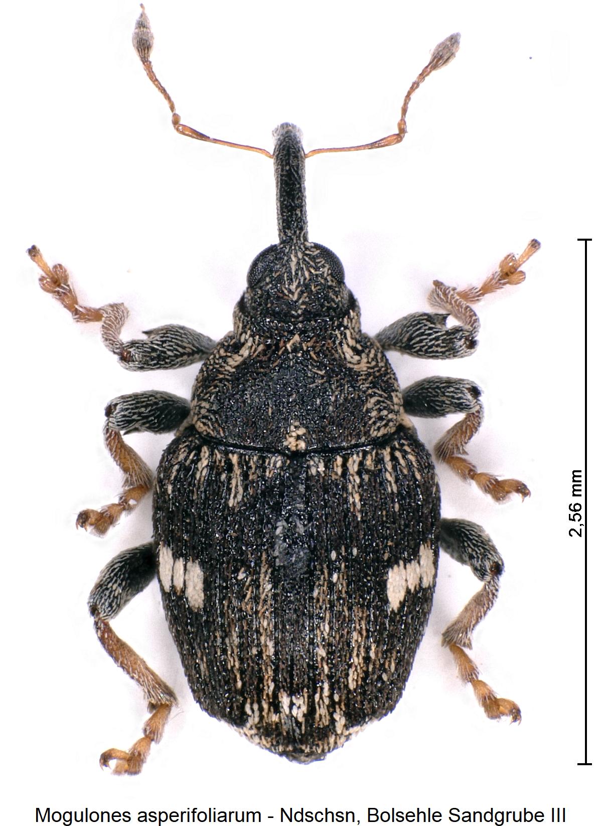 mogulones_asperifoliarum_hab1.jpg