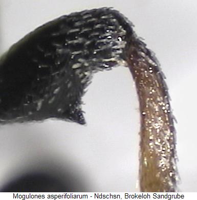 mogulones_asperifoliarum_mschl.jpg