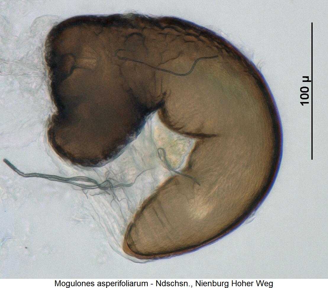 mogulones_asperifoliarum_sperm.jpg