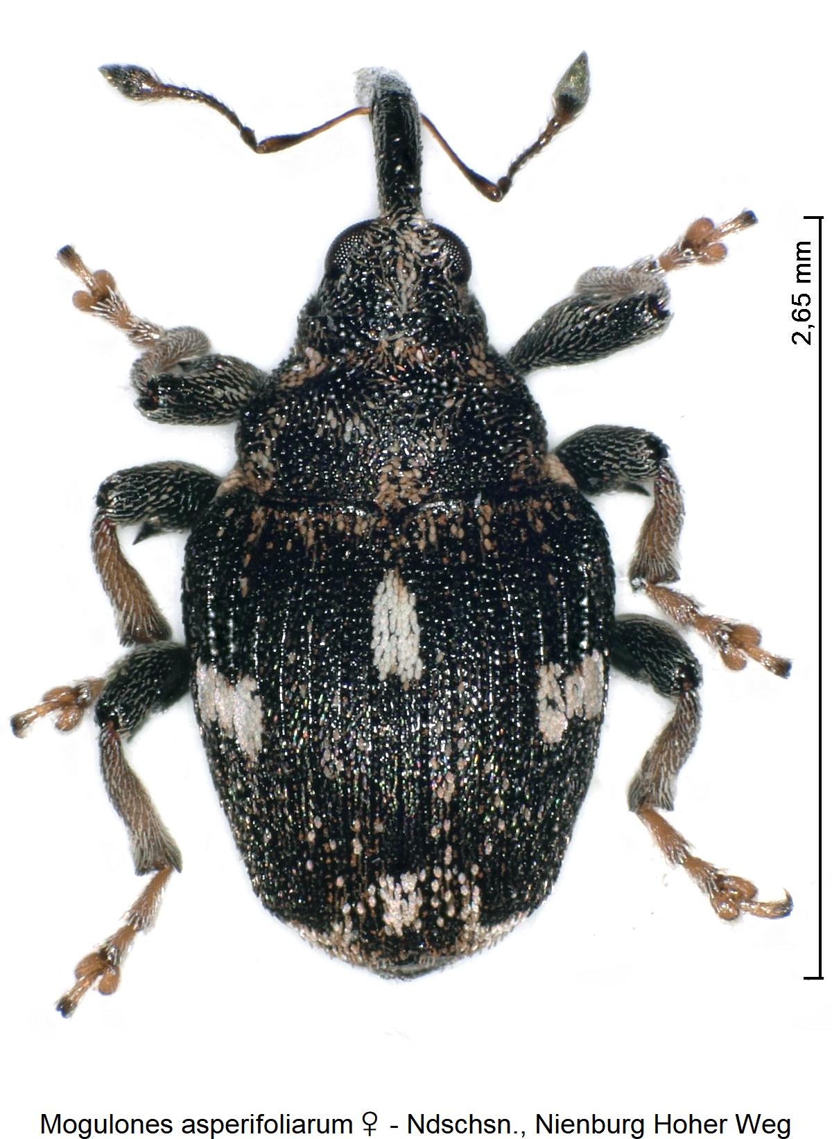 mogulones_asperifoliarum_w_hab.jpg